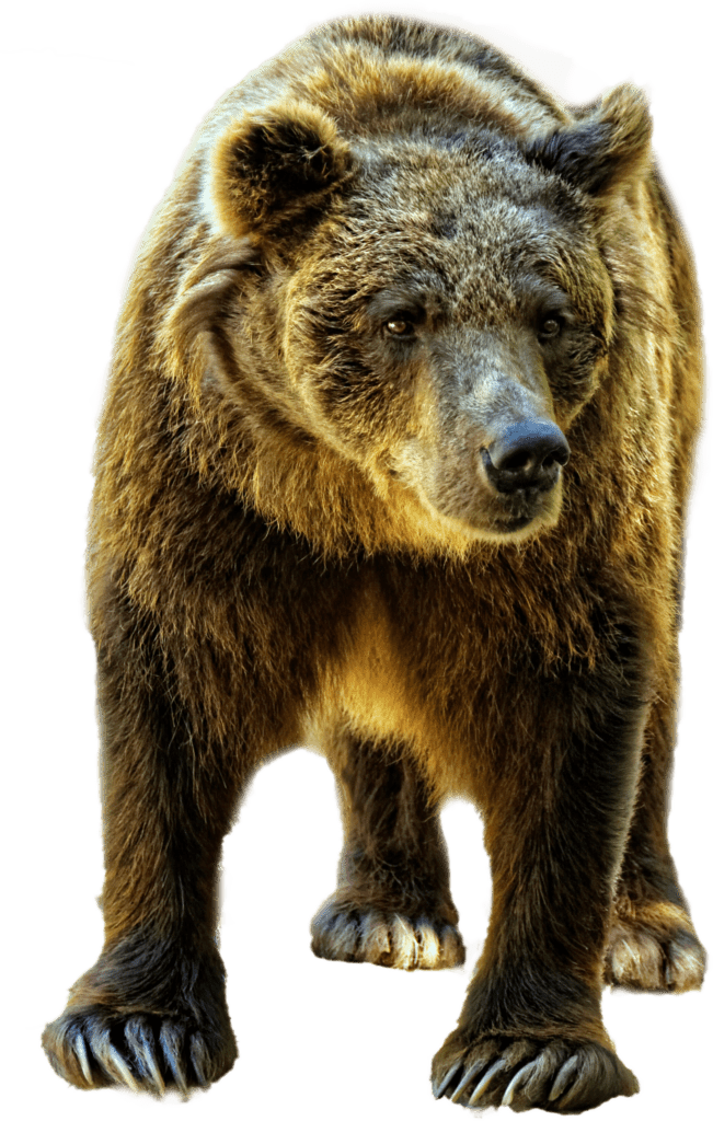 Bear Cutout