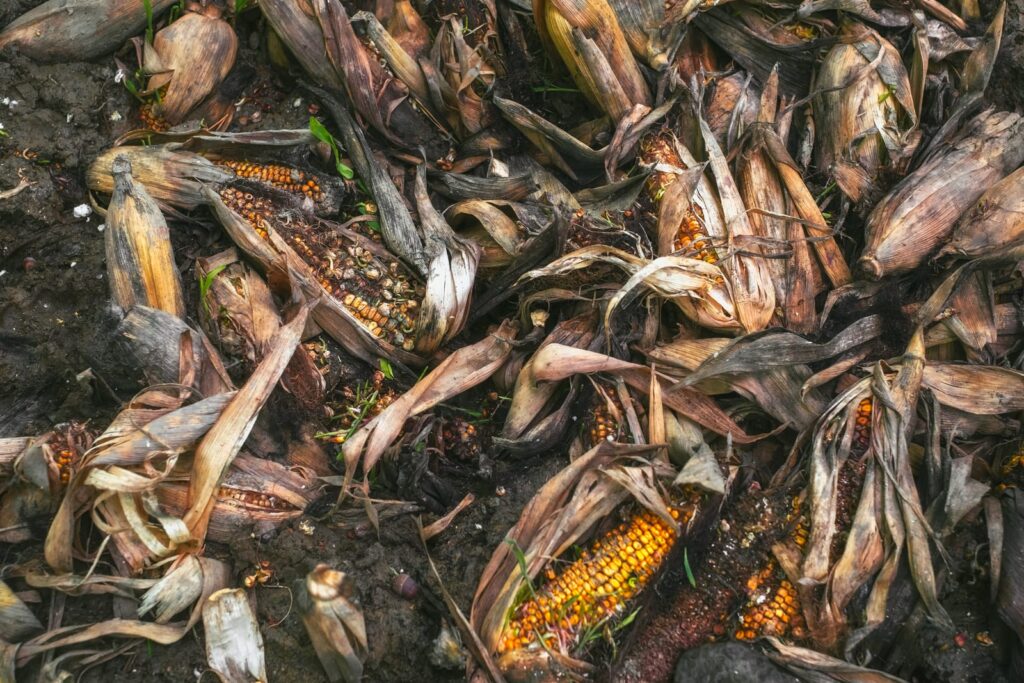Corn as a survival food