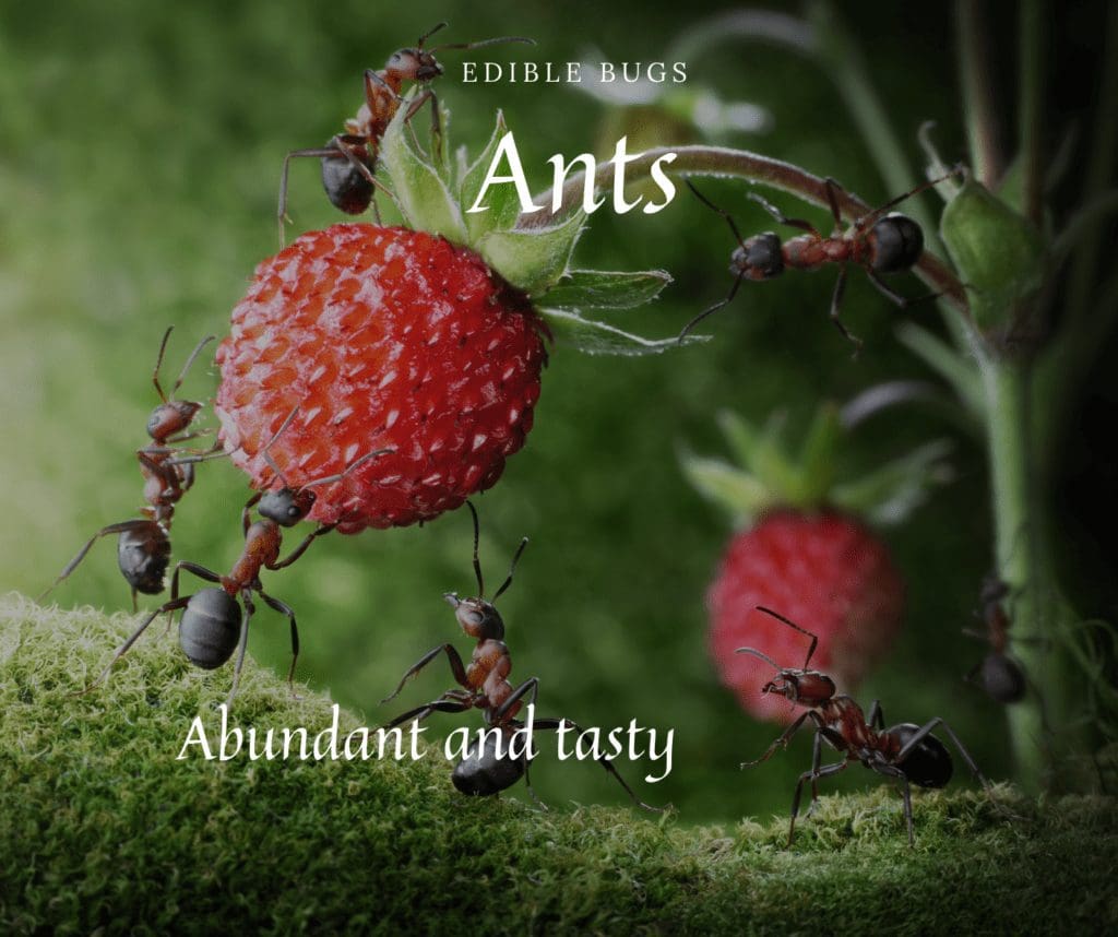 Edible Insects Ants