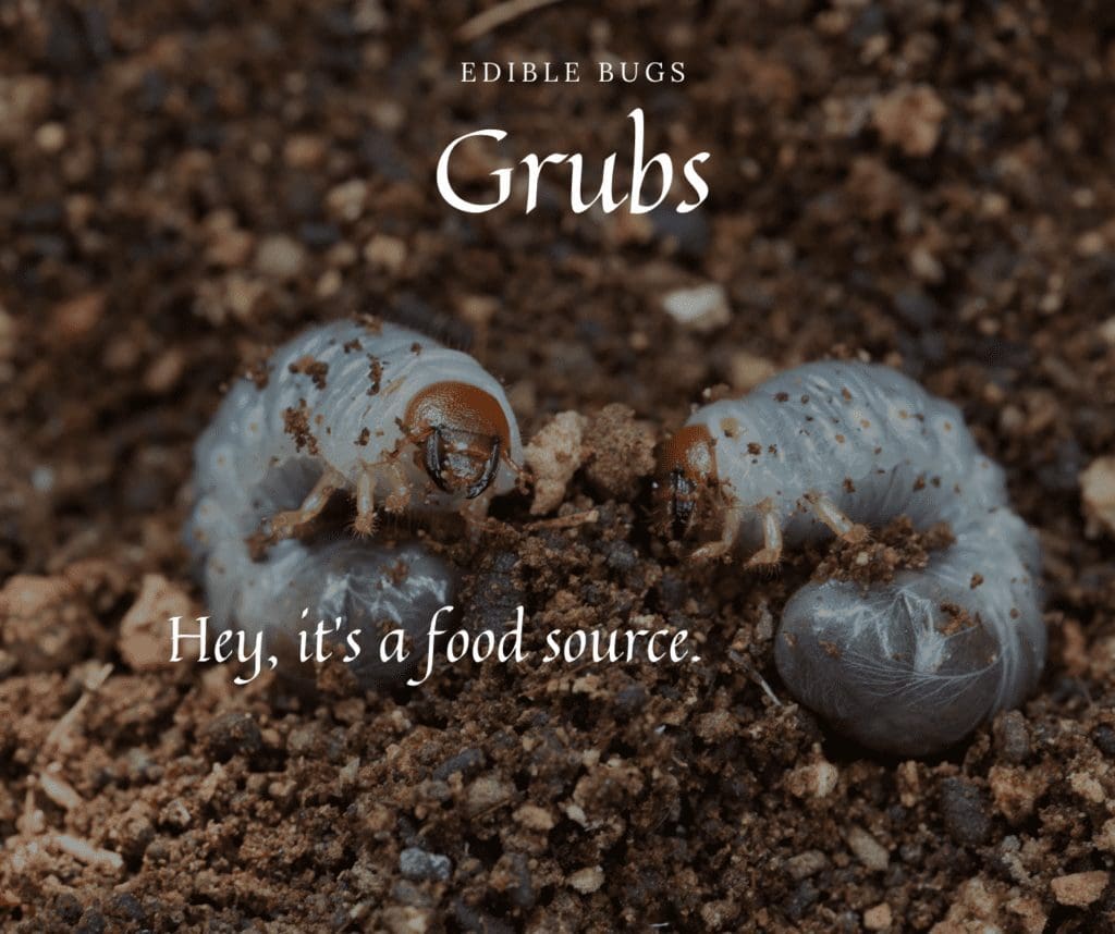 Edible Insects Grubs
