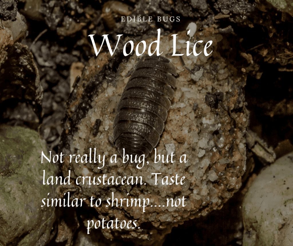 Edible Insects Rolly Pollies