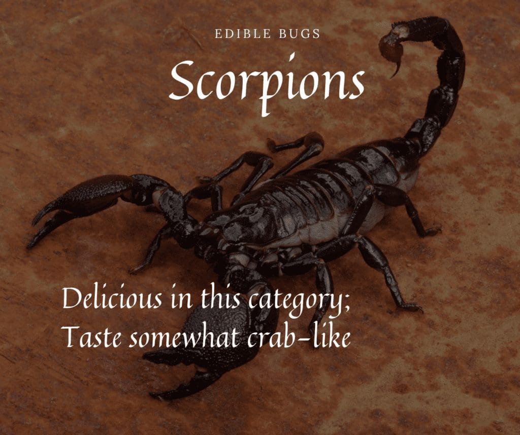 Edible Insects Scorpion