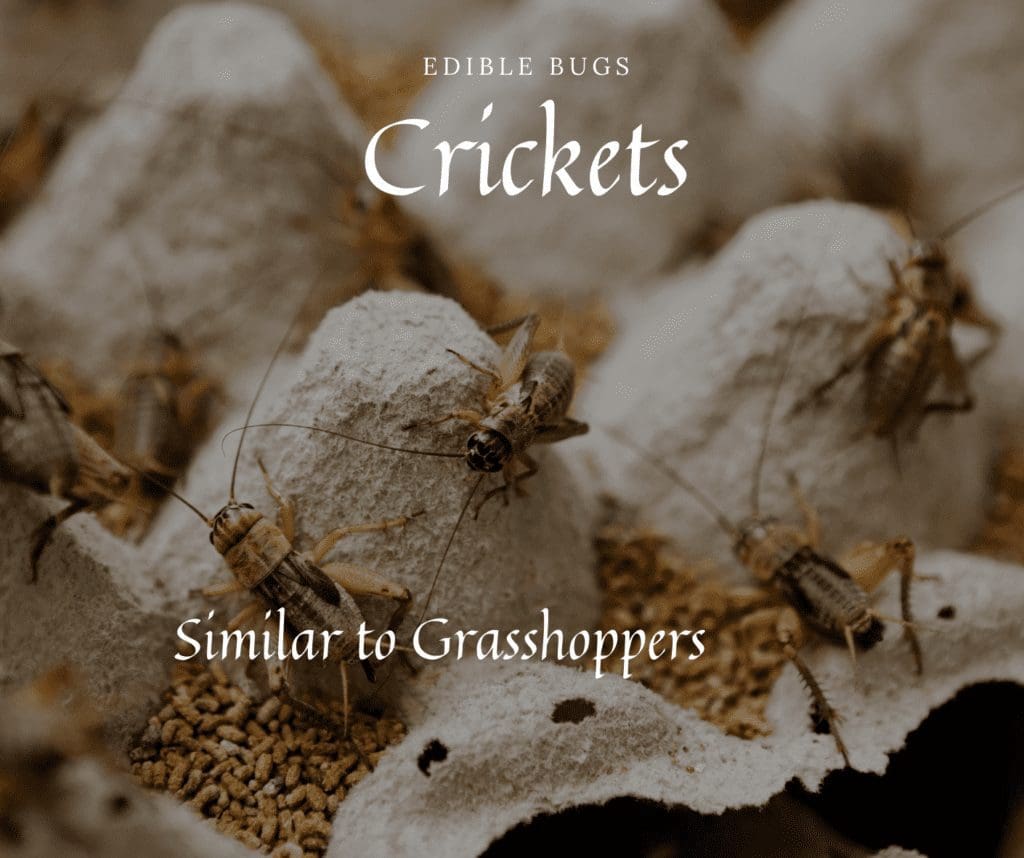 Edible Insects Crickets