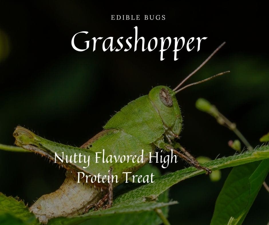 Grasshopper Edible Bug