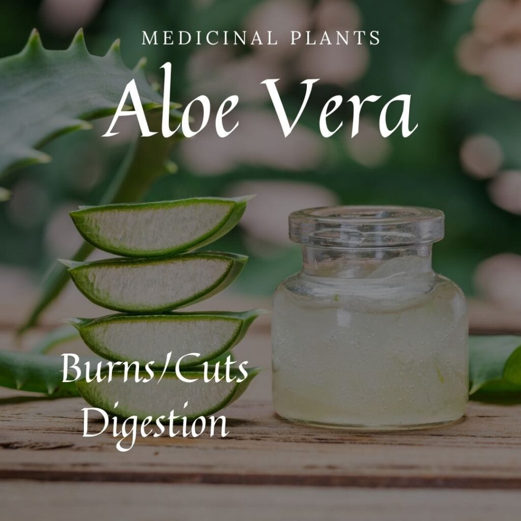 Medicinal Plant Aloe Vera