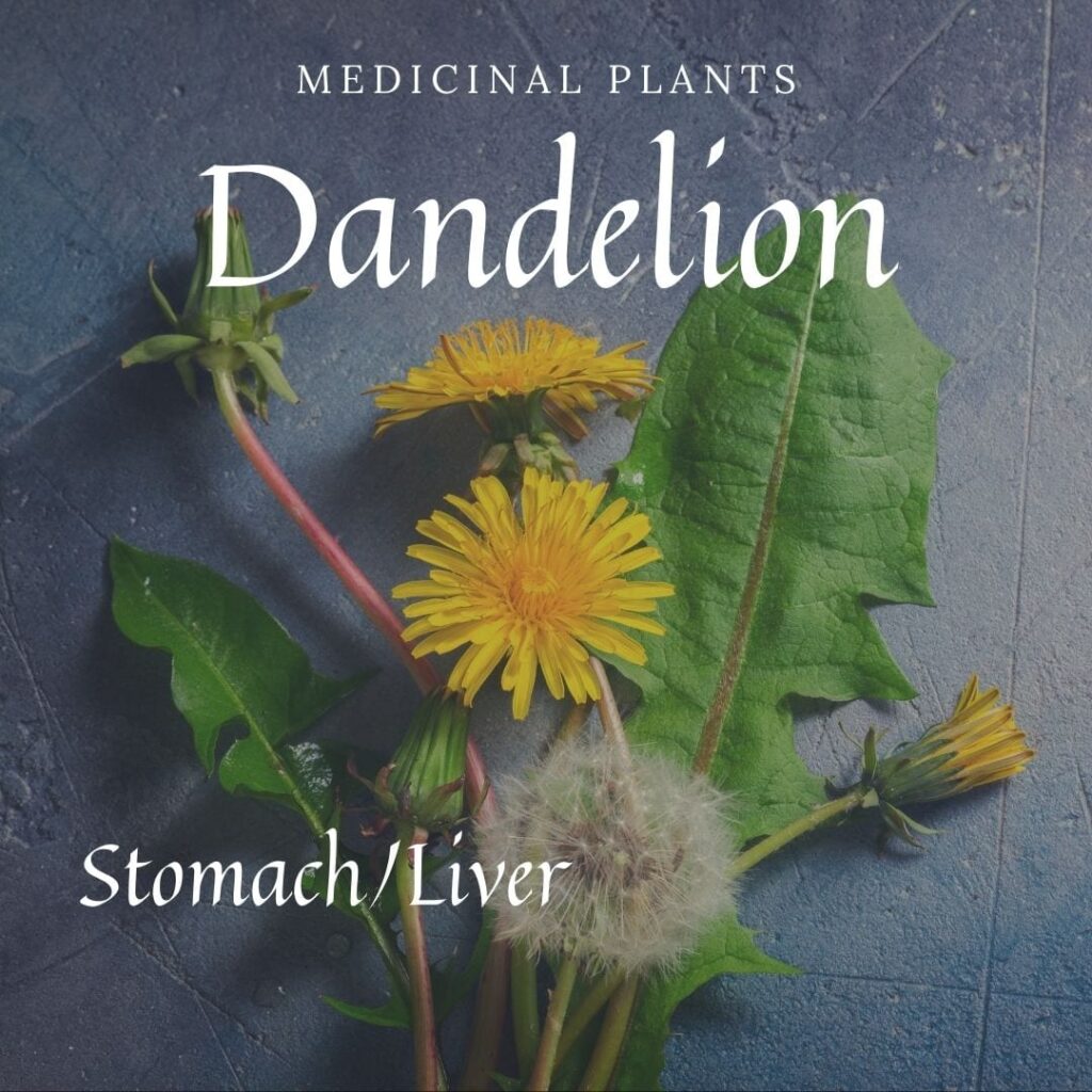 Medicinal Plant Dandelion
