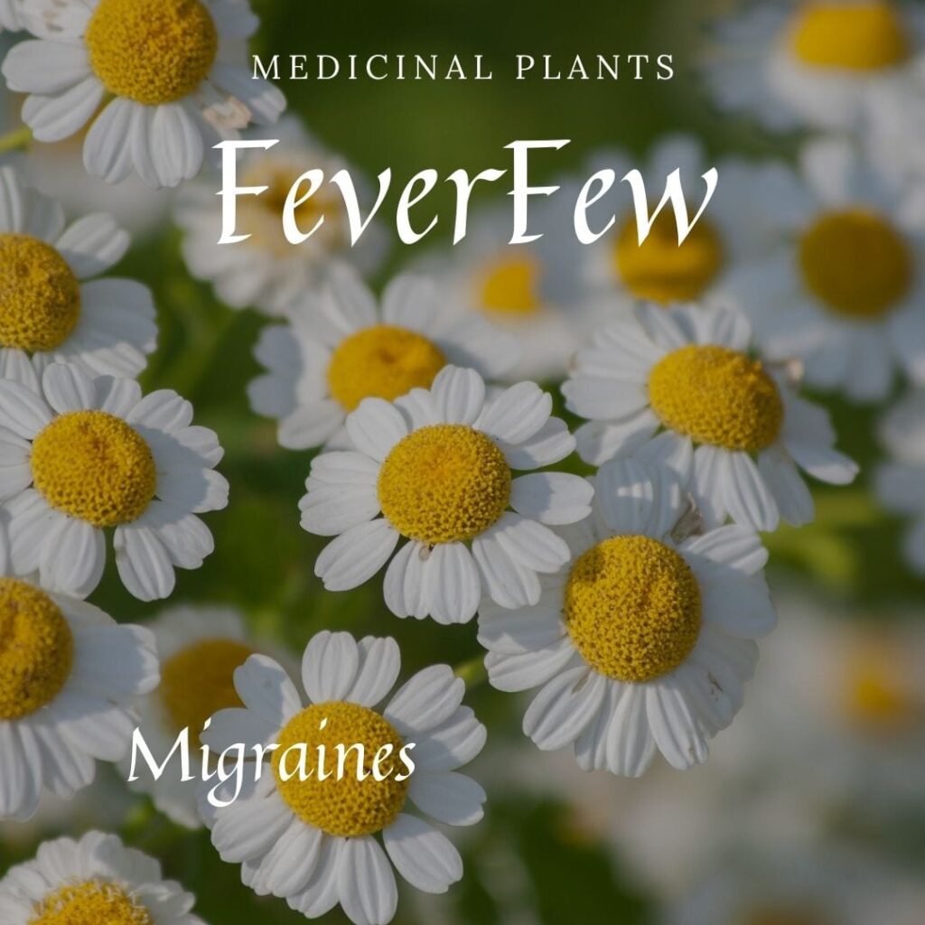 Medicinal Plant Feverfew