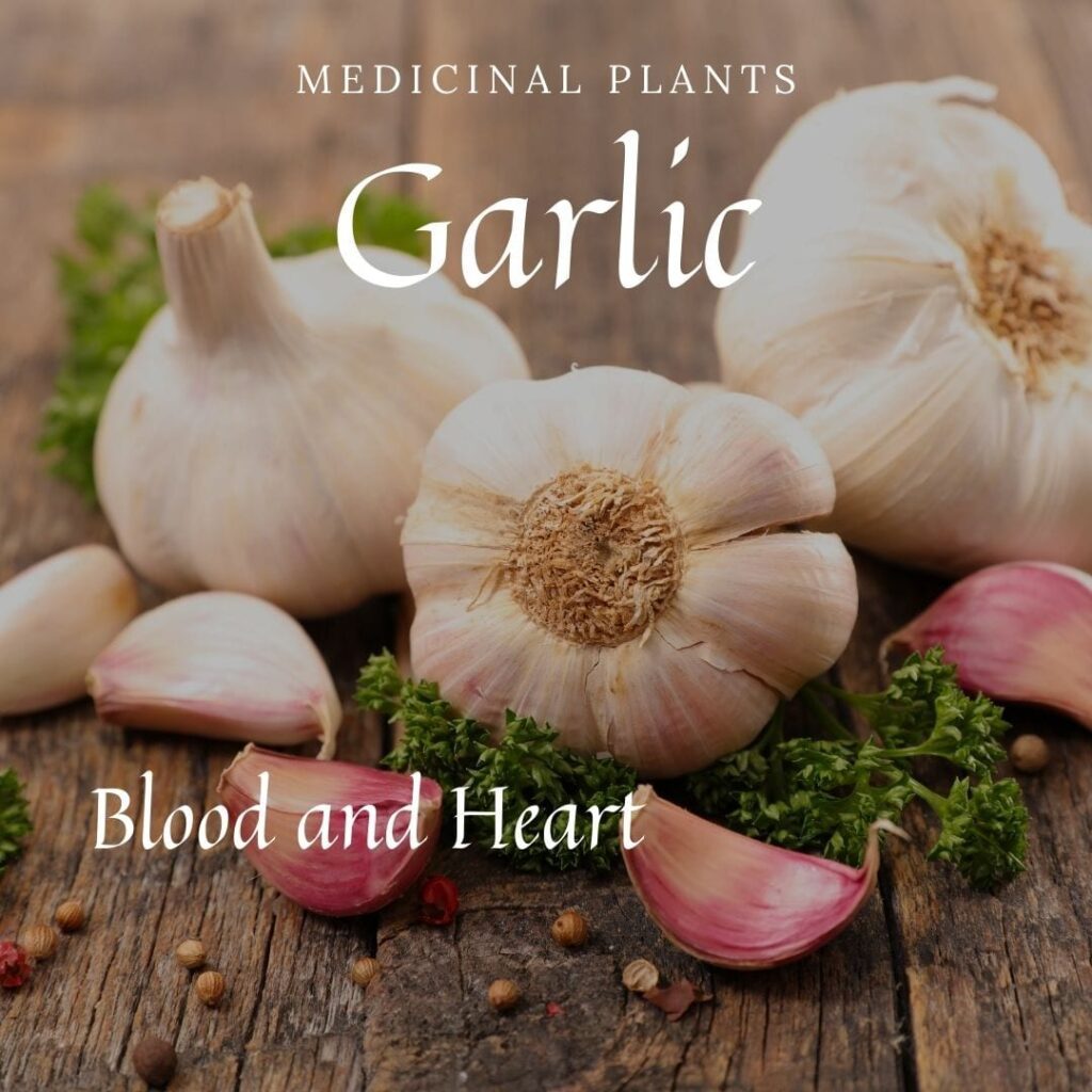Medicinal Plant Garlic