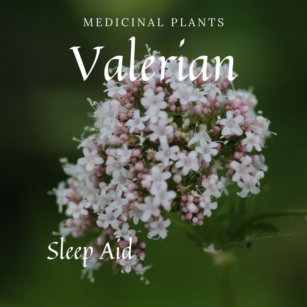 Medicinal Plant Valerian