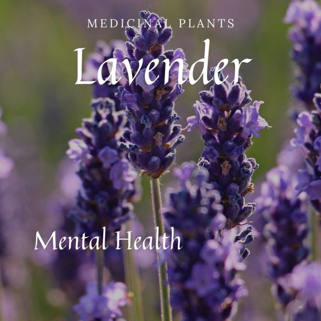 Medicinal Plants Lavender