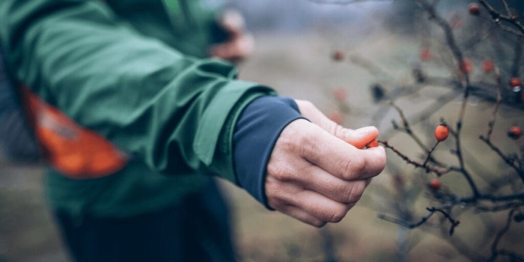 Survival Mindset Berry Picking