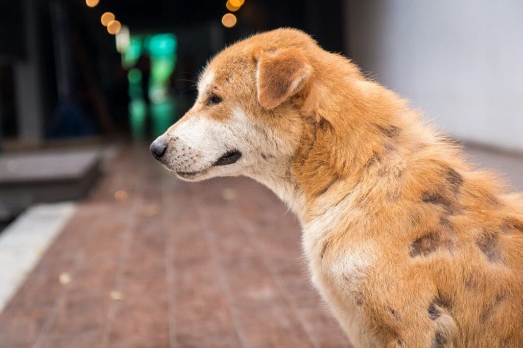 A Brown stray dog skin disease leprous (Homeless dog).