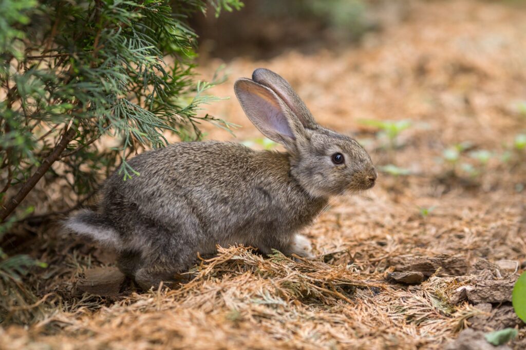 Rabbit is Beautiful Animal of Nature