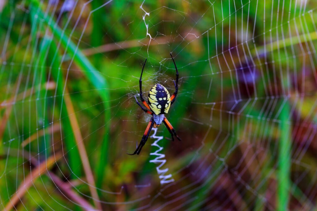 Spider garden-spider Araneus type of spider araneomorphae from the spider family Orb-web Araneidae often encountered in Self Reliance gardening