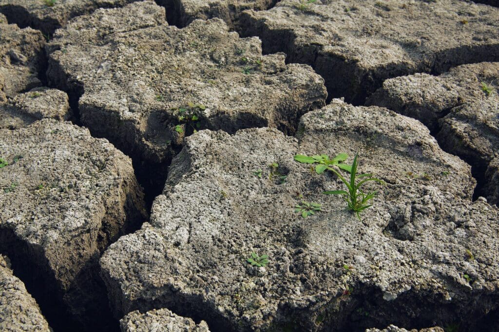 soil and grass during drought cracks in the land of drought