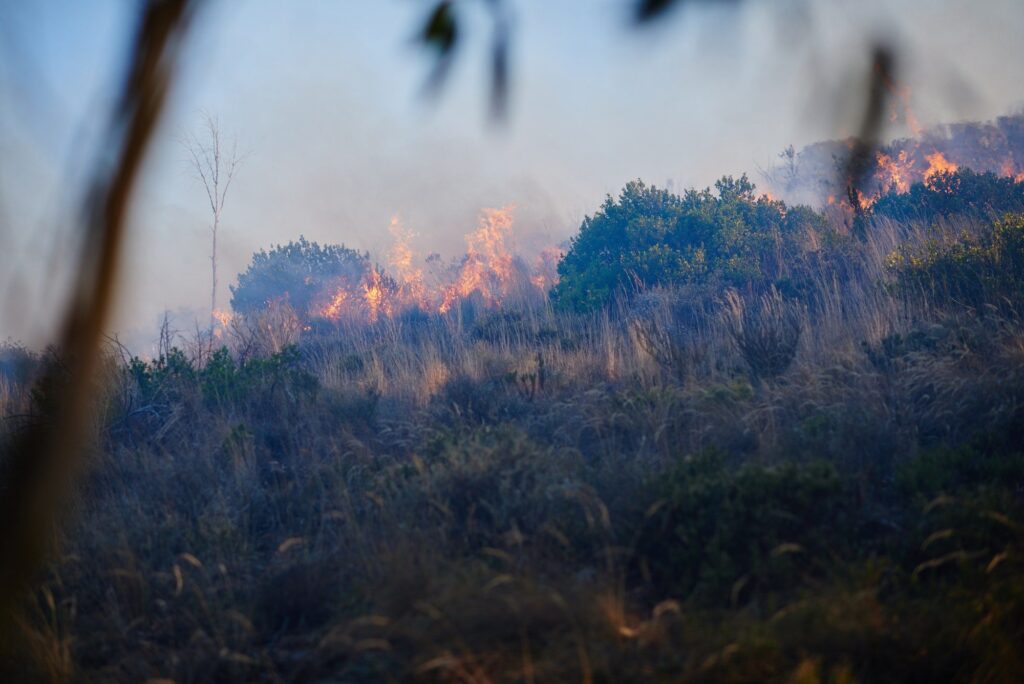 Wildfire destruction. Shot of a wild fire burning.