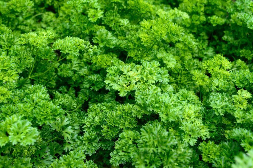 Curly parsley. Plantation of greenery close-up. Food background of green parsley leaves.