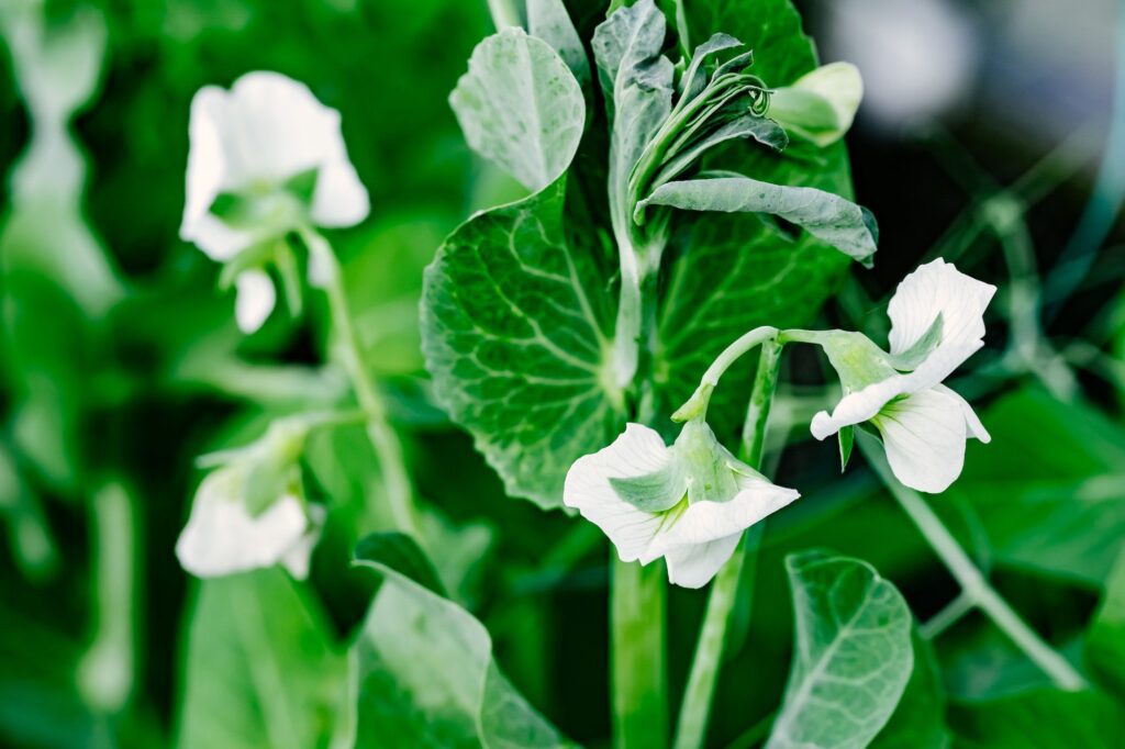 Green Pea plant with white flowers in garden