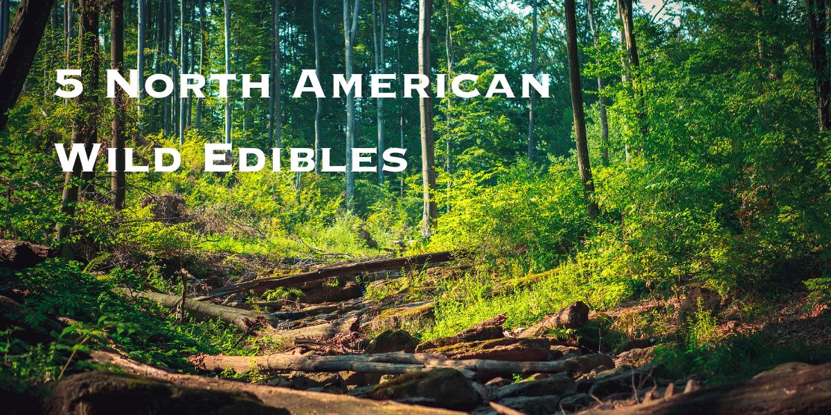 5 North American Edibles