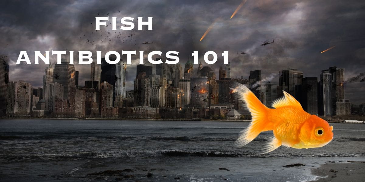 Fish antibiotics 101.