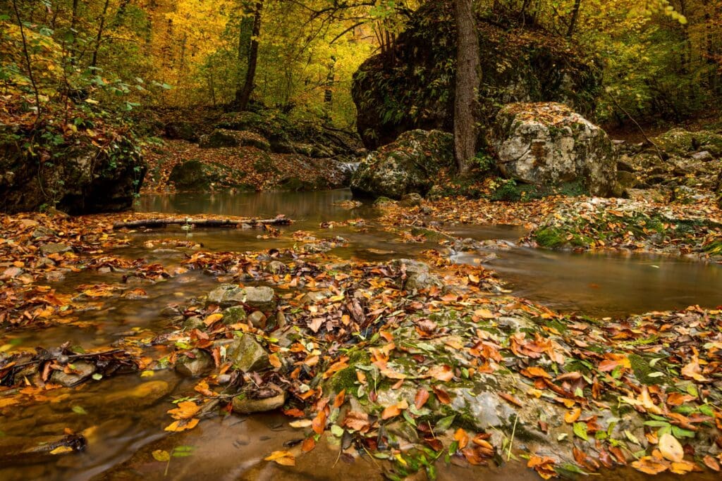 Autumn forest with creek