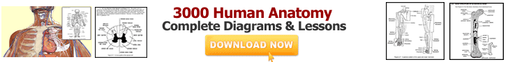2000 human anatomy complete diagrams and lessons.