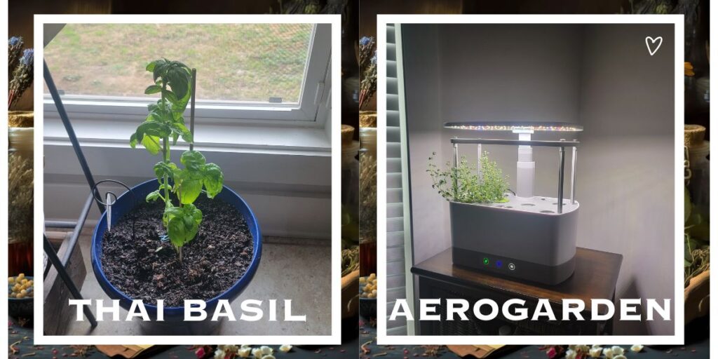 Thai basil is the ultimate herb for maximizing growth in the Aerogarden. With its aromatic and flavorful leaves, Thai basil thrives in the Aerogarden system, making it a must-have
