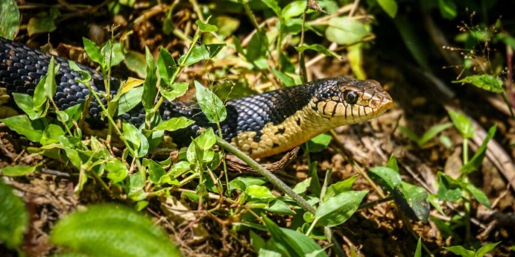 A black and yellow snake in the grass.