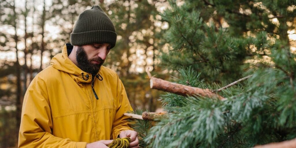 Man in yellow jacket inspecting a pine tree branch.