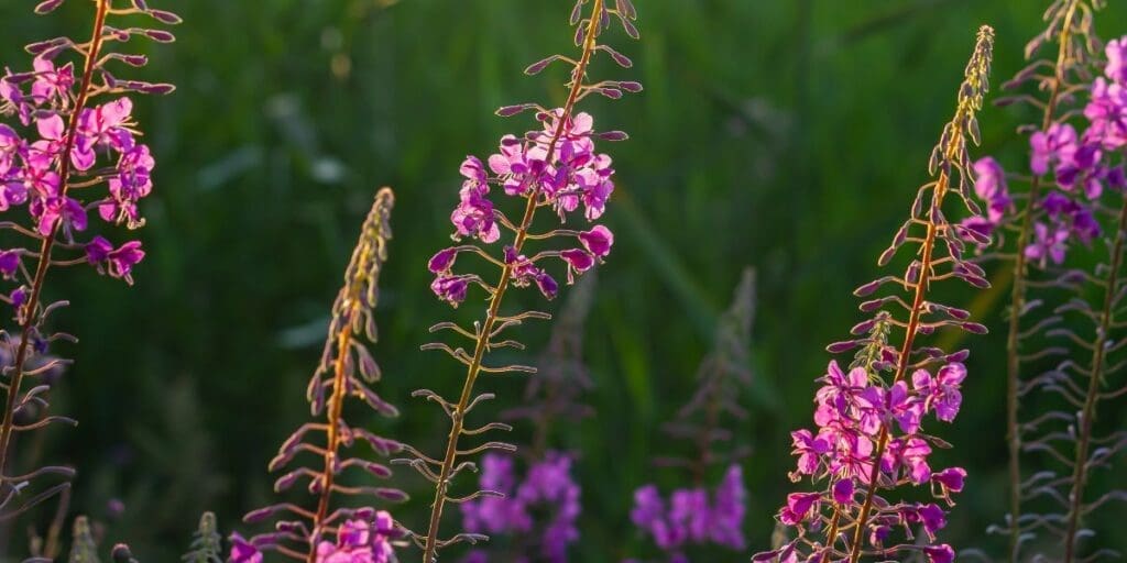 Close-up of vibrant pink fireweed flowers, a noted survival food, illuminated by sunlight against a blurred green background.