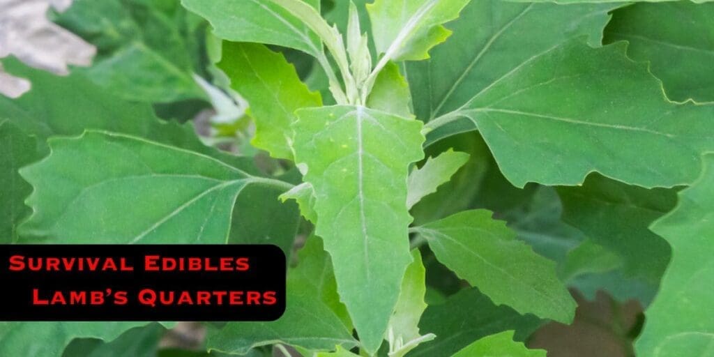 Close-up of green edible plant leaves with text overlay in red and black reading, "Survival Bites: Wild Edible Lamb's Quarters.